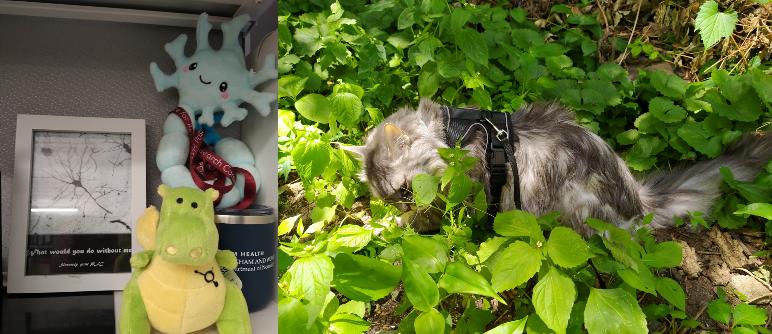 An image of a plushie neuron, side-by-side with an image of a cat wearing a harness, crouching amid green plants.